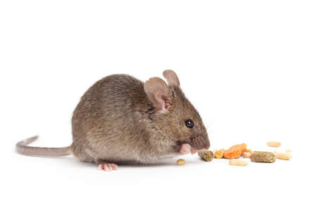 cute grey mouse eating isolated on white backgroundの写真素材