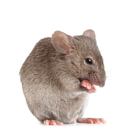 evil mouse closeup isolated on whiteの写真素材