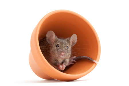 grey mouse looking out of a flower pot isolated on whiteの写真素材