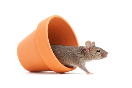 mouse walks out of toppled small flower pot isolated on whiteの写真素材