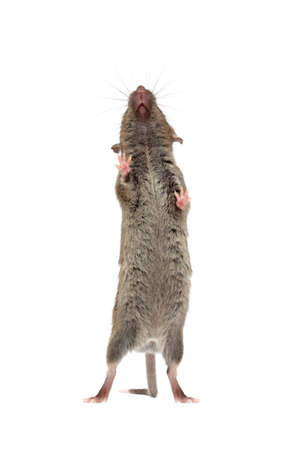 mouse standing against glass isolated on whiteの写真素材