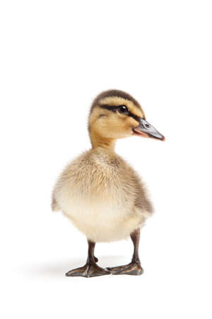 duckling isolated on white - female Mallard duck closeupの写真素材