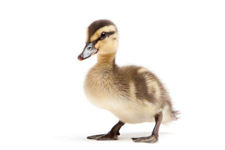 duckling isolated on white background - baby mallard (Anas platyrhynchos) closeupの写真素材