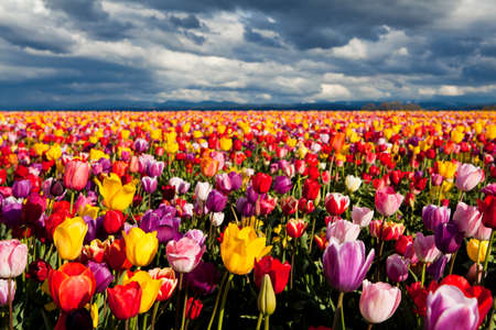 field of tulips in Spring under dramatic skyの写真素材