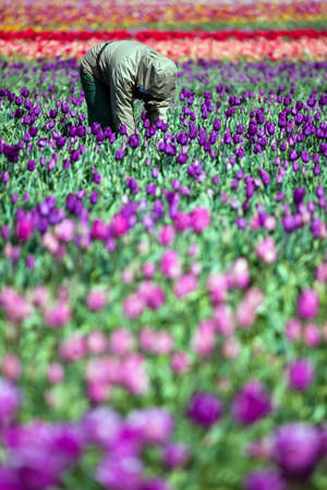 man working in tulip field tending the flowers on the field in Springの写真素材