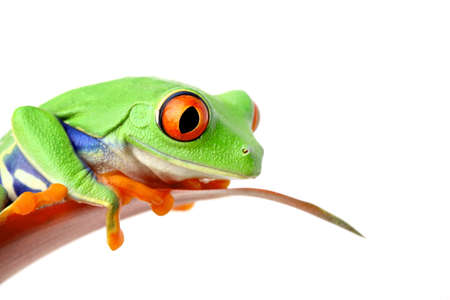 frog sitting on a leaf looking down - isolated on whiteの写真素材