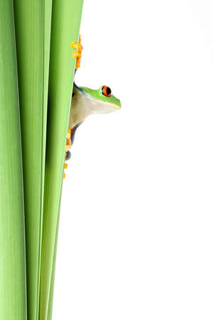 frog on plant - clinging to narrow leaves and looking to side - isolated on solid white.の写真素材