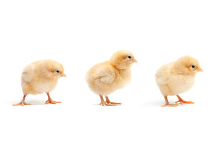 three cute baby chickens - chicks isolated on whiteの写真素材