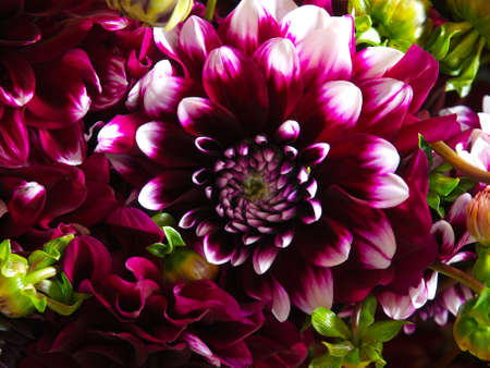 Close up of a magenta and white dahlia flower with green leaves on the edge of the flower.の写真素材