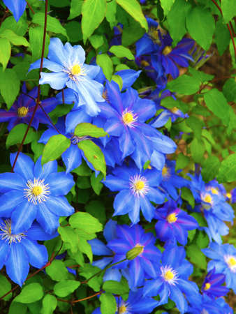 Blue clematis flower with a yellow center against green leaves.の写真素材