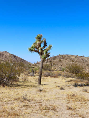 Scenic views of Joshua Tree National Park in southern California.の写真素材