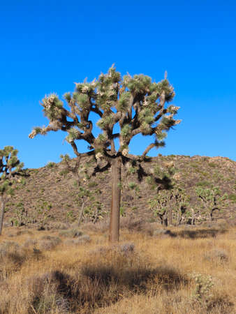 Scenic views of Joshua Tree National Park in southern California.の写真素材