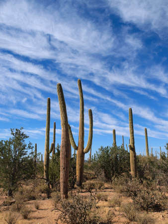 Scenic views of Saguaro National Park in Arizona.の写真素材