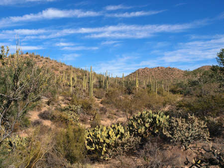 Scenic views of Saguaro National Park in Arizona.の写真素材