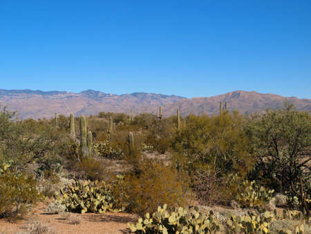 Scenic views of Saguaro National Park in Arizona.の写真素材