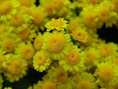 Japanese chrysanthemums in the Japanese style of Anemone.