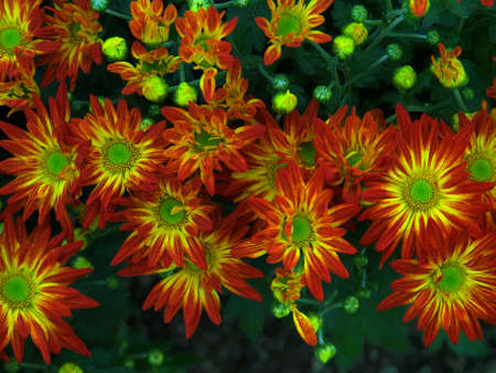 Red Japanese chrysanthemums called Kiku with yellow and green centers and a green background.