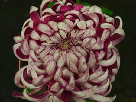 Japanese style chrysanthemum known as tomoenishiki.