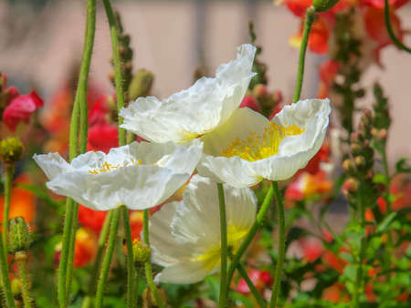 A variety of white flowers.の写真素材