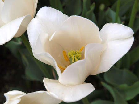 Close up of white tulips.の写真素材