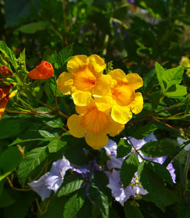 A variety of yellow flowers with various backgrounds.の写真素材