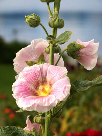 Varies flowers in various colors against a green background.の写真素材