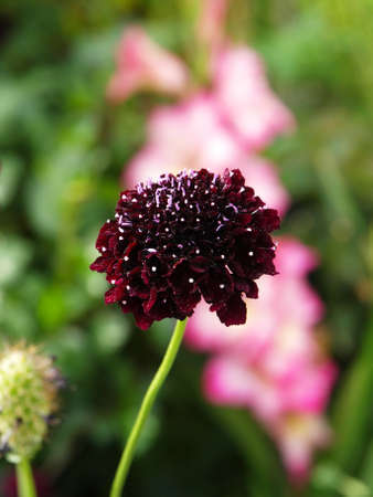 Varies flowers in various colors against a green background.の写真素材