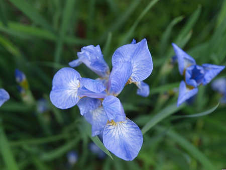 A variety of blue iris flowers with a green background.