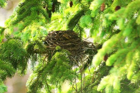 Empty Bird's Nest in a Pine Treeの写真素材