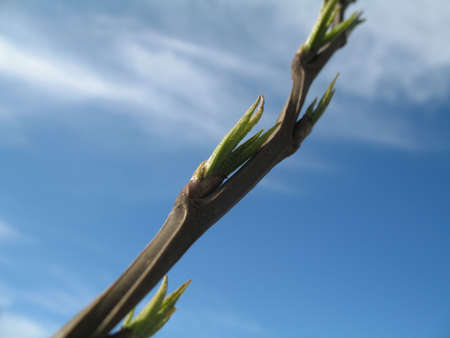 a sprout with the sky on the background