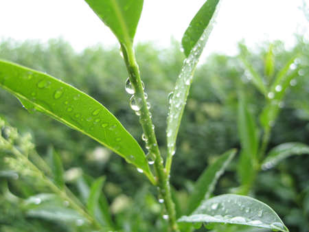 the waterdropsの写真素材