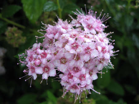 small rosy flowersの写真素材