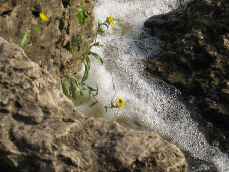 a small flower on the river bankの写真素材