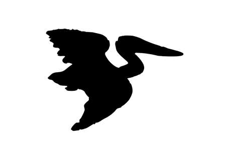a pelicanのイラスト素材