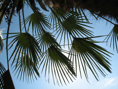 'hands' of palmの写真素材