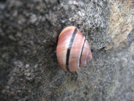 a snail on the rock
