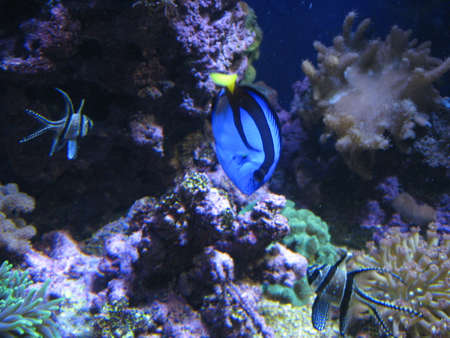 a blue fish
