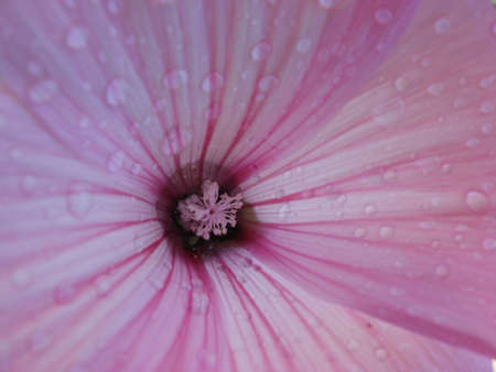 inside the flower