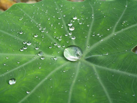 a big waterdrop surrounded by smaller oneの写真素材