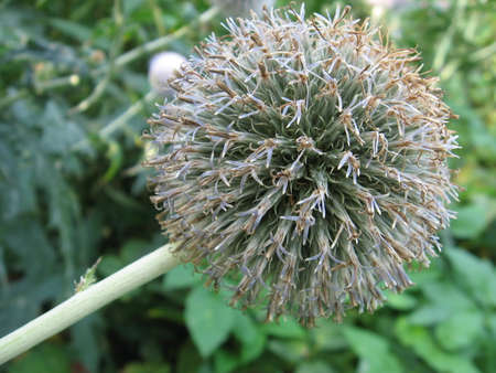 an agrimonyの写真素材