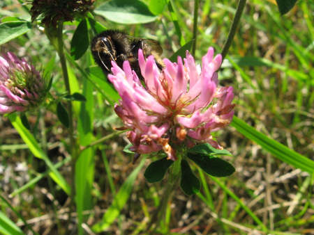 a hard-working bee on the cloverの写真素材