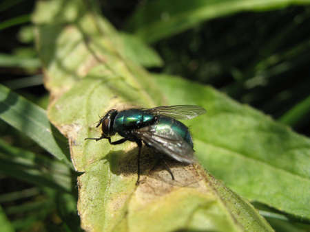 a macro of fly sitting on the bladeの写真素材