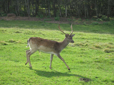 running stag in the fieldの写真素材