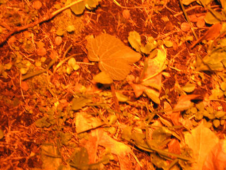 golden leaves on the groundの写真素材
