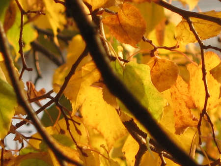autumn scene: coloured leavesの写真素材
