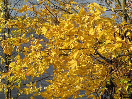 autumn scene: coloured leavesの写真素材