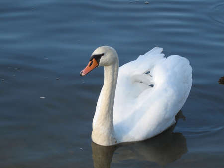 a graceful swanの写真素材