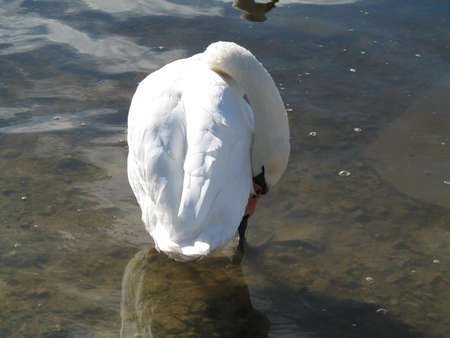 a graceful swanの写真素材