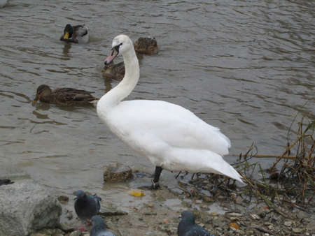 a graceful swanの写真素材
