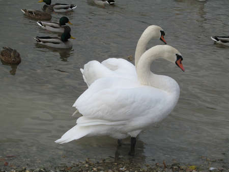 a graceful swanの写真素材